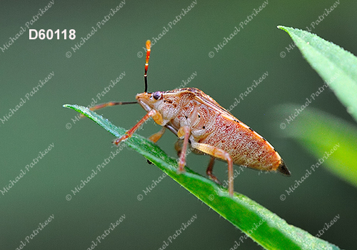 Podisus placidus (Asopinae, Pentatomidae)